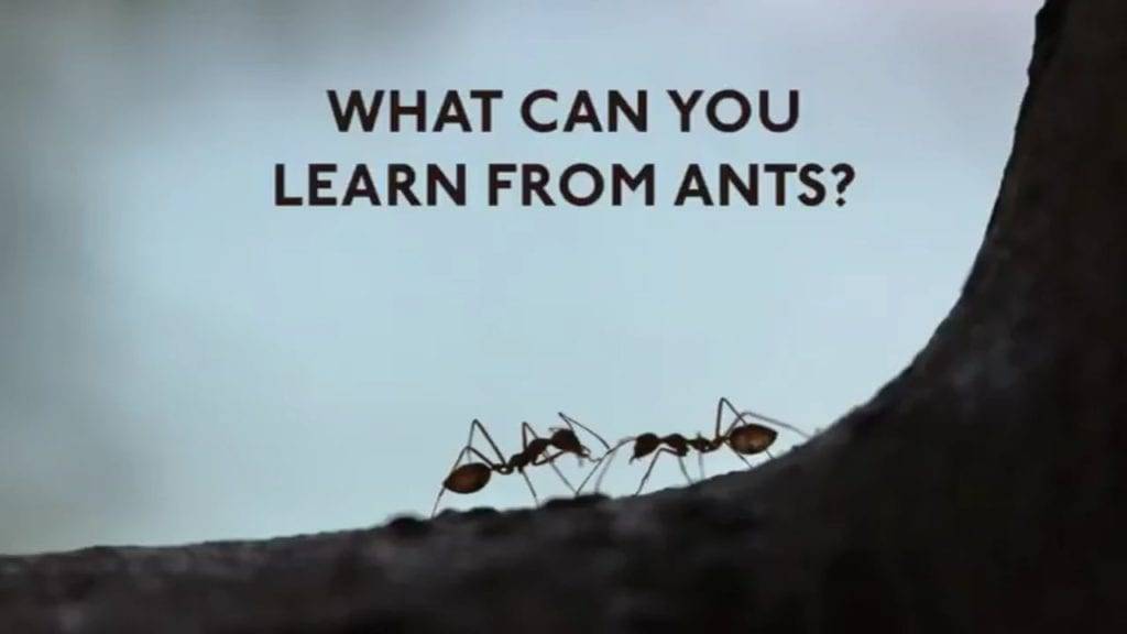 What can you learn from ants?
